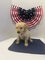 Red, a male Golden Retriever for sale in Wiley, CO – 6 of 9