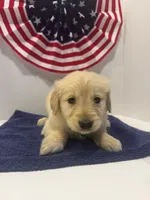 Teal, a female Golden Retriever for sale in Wiley, CO – 7 of 8