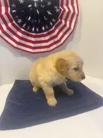 Yellow, a female Golden Retriever for sale in Wiley, CO – 3 of 6