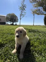 Daisy , a female Golden Retriever for sale in Wiley, CO – 4 of 6