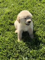 Little Joe, a male Golden Retriever for sale in Wiley, CO – 4 of 5
