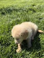 Lilly Rose, a female Golden Retriever for sale in Wiley, CO – 4 of 6
