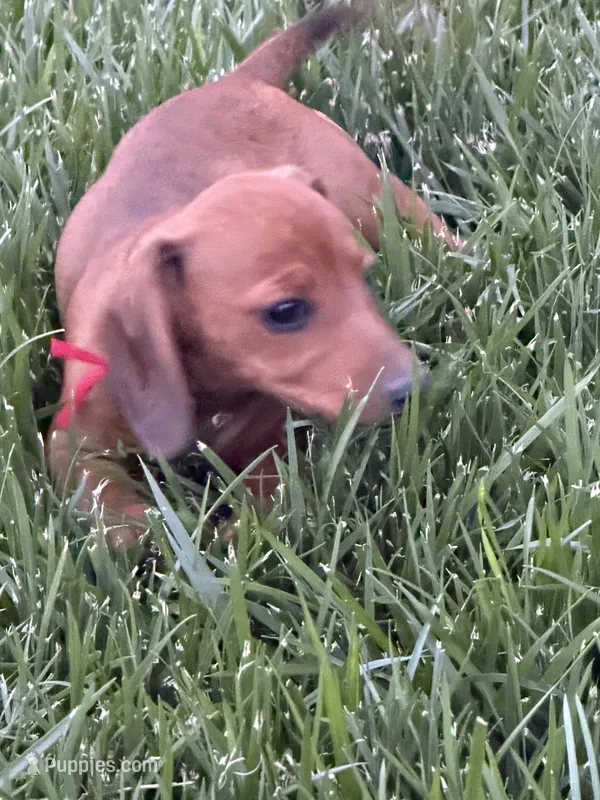 Red – Miniature Dachshund puppy for sale in Wiley, CO