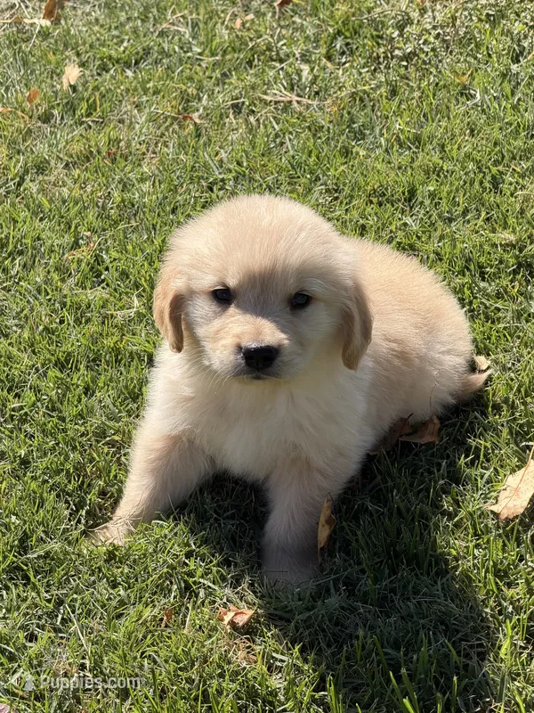 Little Joe – Golden Retriever puppy on hold in Wiley, CO