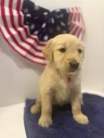 Red, a male Golden Retriever for sale in Wiley, CO – 2 of 9