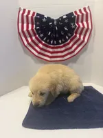 Red, a male Golden Retriever for sale in Wiley, CO – 9 of 9