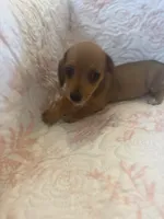 Red, a female Miniature Dachshund for sale in Wiley, CO – 4 of 9