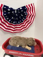 Chocolate dapple, a female Miniature Dachshund for sale in Wiley, CO – 5 of 10