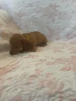 Yellow, a female Miniature Dachshund for sale in Wiley, CO – 4 of 5
