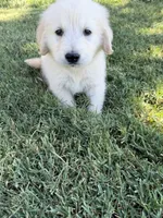Frosty, a male Golden Retriever for sale in Wiley, CO – 4 of 6