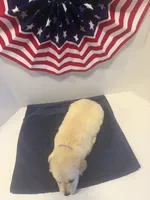 Purple, a female Golden Retriever for sale in Wiley, CO – 7 of 7