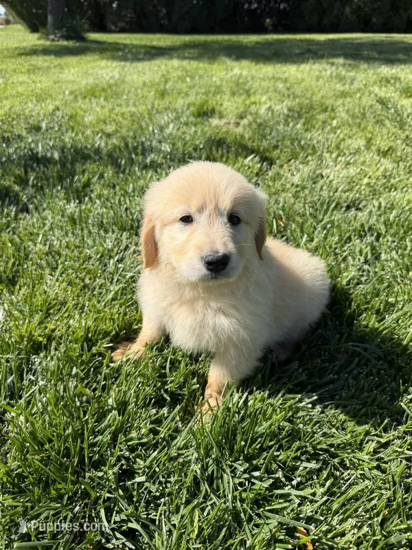 Lilly Rose – Golden Retriever puppy for sale in Wiley, CO