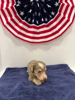 Chocolate dapple, a female Miniature Dachshund for sale in Wiley, CO – 10 of 10