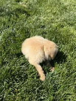 Lilly Rose, a female Golden Retriever for sale in Wiley, CO – 6 of 6