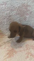 Pink, a female Miniature Dachshund for sale in Wiley, CO – 7 of 10