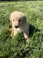Blossom , a female Golden Retriever for sale in Wiley, CO – 3 of 6