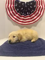 Sleepy, a male Golden Retriever for sale in Wiley, CO – 2 of 7