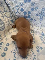 Blue, a male Miniature Dachshund for sale in Wiley, CO – 5 of 6