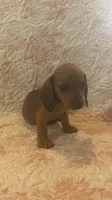 Pink, a female Miniature Dachshund for sale in Wiley, CO – 9 of 10