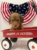 Princess, a female Miniature Dachshund for sale in Wiley, CO – 8 of 9