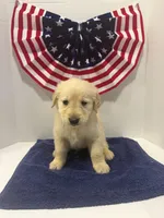 Teal, a female Golden Retriever for sale in Wiley, CO – 4 of 8