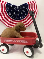 Princess, a female Miniature Dachshund for sale in Wiley, CO – 6 of 9