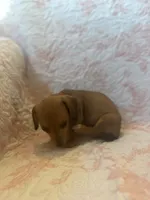 Red, a female Miniature Dachshund for sale in Wiley, CO – 7 of 9