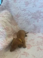 Yellow, a female Miniature Dachshund for sale in Wiley, CO – 5 of 5