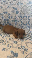 Blue, a male Miniature Dachshund for sale in Wiley, CO – 2 of 6