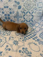 Blue, a male Miniature Dachshund for sale in Wiley, CO – 6 of 6