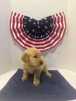 Pink, a female Golden Retriever for sale in Wiley, CO – 6 of 8