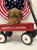 Princess, a female Miniature Dachshund for sale in Wiley, CO – 3 of 9