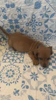 Blue, a male Miniature Dachshund for sale in Wiley, CO – 4 of 6