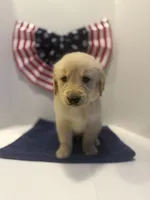 Orange, a male Golden Retriever for sale in Wiley, CO – 3 of 9