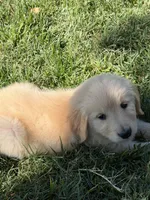 Blossom , a female Golden Retriever for sale in Wiley, CO – 4 of 6