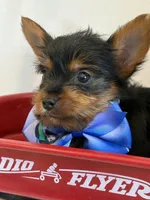 Samson, a male Yorkshire Terrier for sale in Wiley, CO – 3 of 3