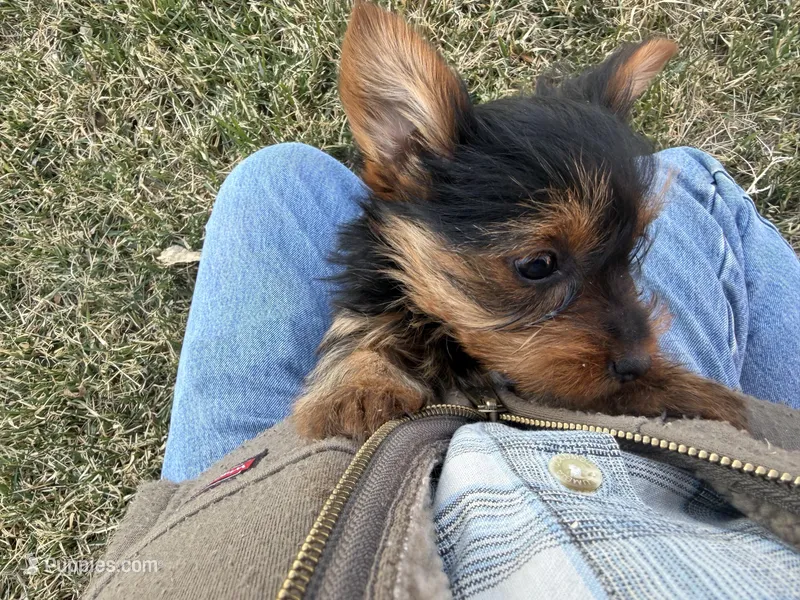 Samson – Yorkshire Terrier puppy for sale in Wiley, CO