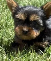 Samson, a male Yorkshire Terrier for sale in Wiley, CO – 2 of 3