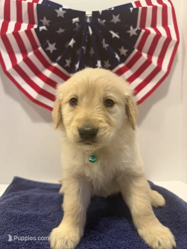 Teal – Golden Retriever puppy for sale in Wiley, CO