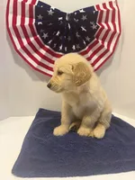 Orange, a male Golden Retriever for sale in Wiley, CO – 7 of 9