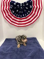 Gray dapple, a male Miniature Dachshund for sale in Wiley, CO – 5 of 10