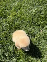 Lilly Rose, a female Golden Retriever for sale in Wiley, CO – 2 of 6