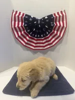 Green, a male Golden Retriever for sale in Wiley, CO – 8 of 8