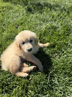 Lilly Rose, a female Golden Retriever for sale in Wiley, CO – 3 of 6