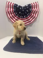 Red, a male Golden Retriever for sale in Wiley, CO – 8 of 9