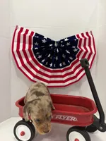 Choco, a male Miniature Dachshund for sale in Wiley, CO – 7 of 9
