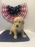 Green, a male Golden Retriever for sale in Wiley, CO – 2 of 8