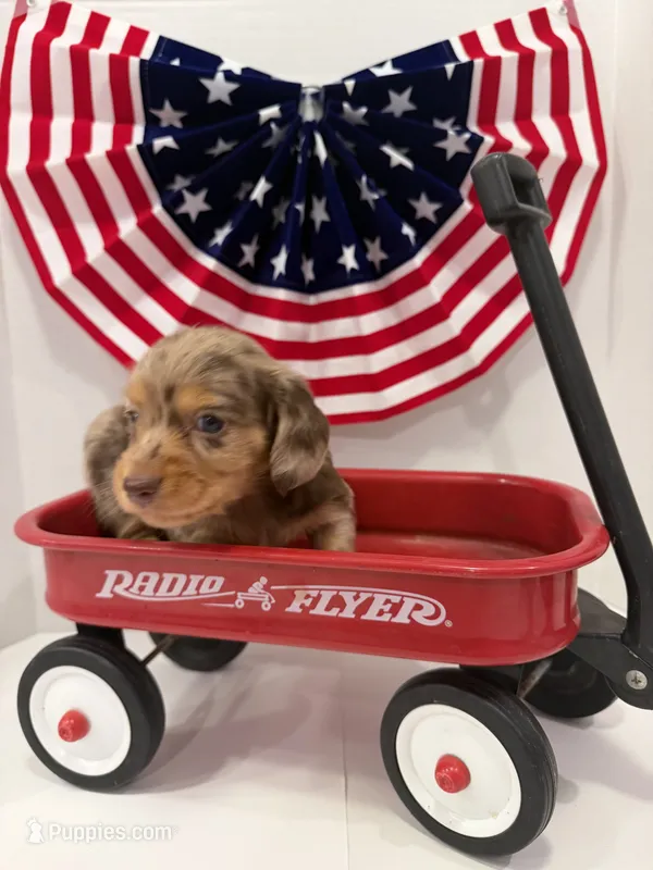 Choco – Miniature Dachshund puppy for sale in Wiley, CO