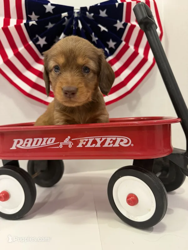 Princess – Miniature Dachshund puppy for sale in Wiley, CO
