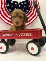 Princess, a female Miniature Dachshund for sale in Wiley, CO – 1 of 9